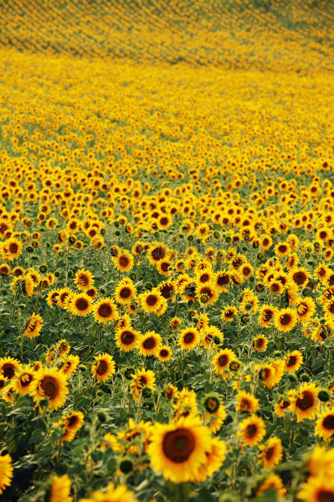 Similar – Image, Stock Photo SeaFlowers Sunflower