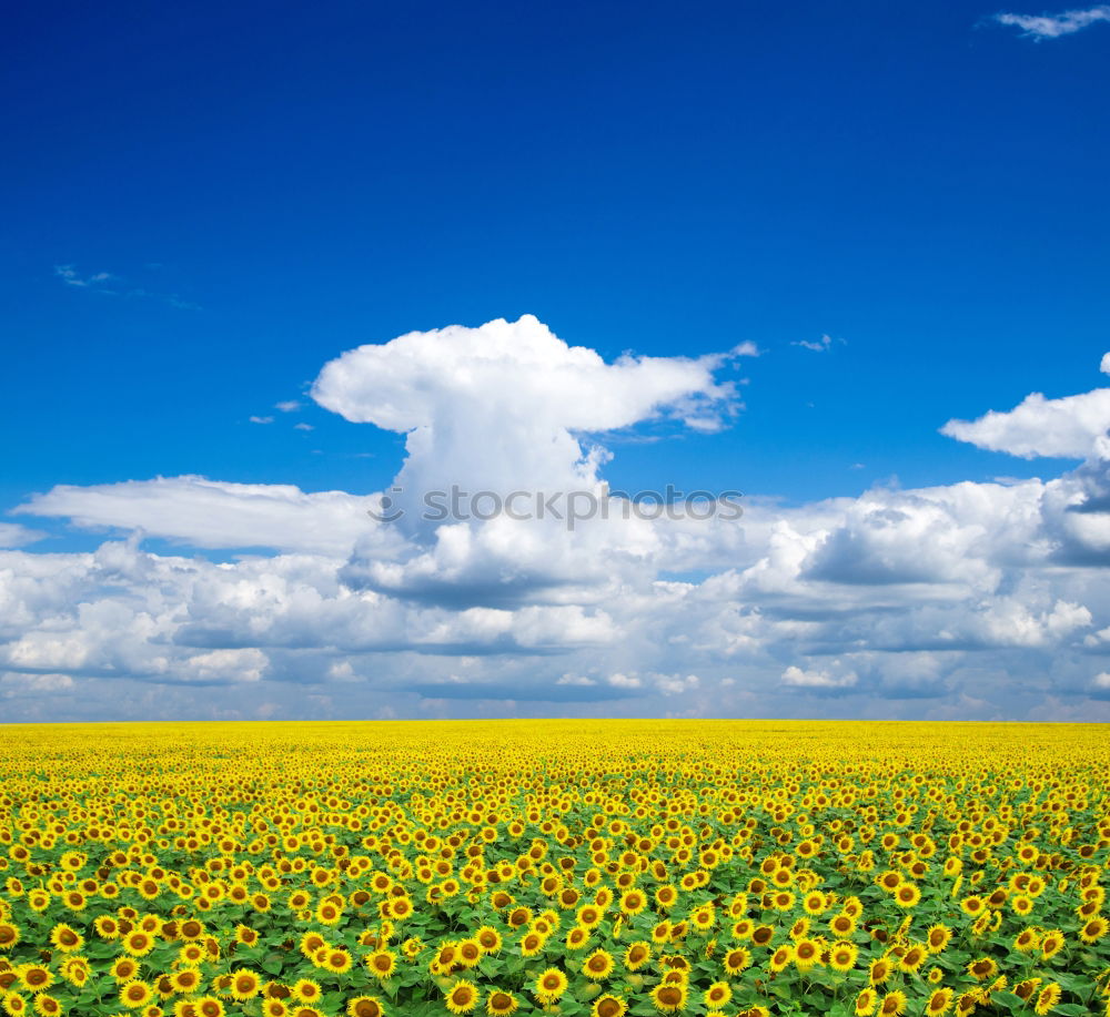 Similar – Rapsfeld im Mai III Wolken