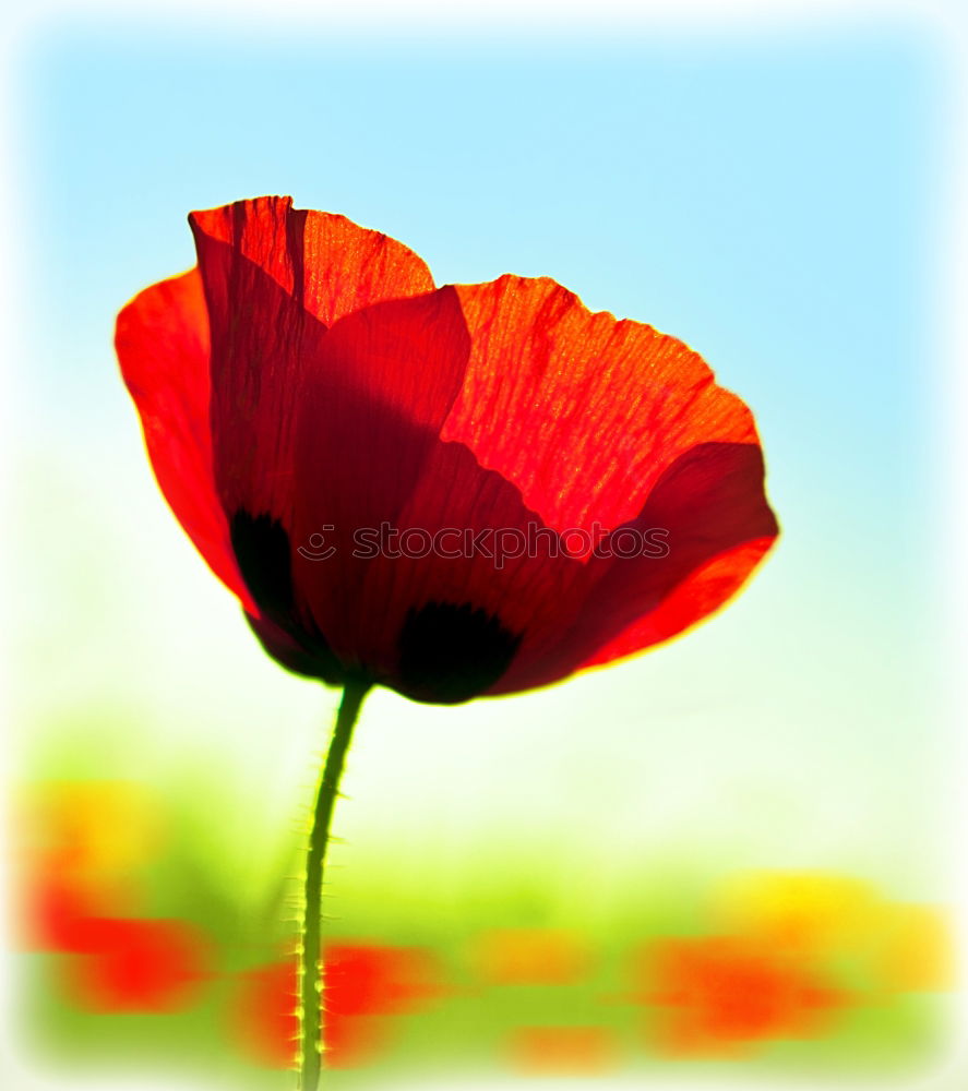 Similar – Roter Mohn Blume Mohen