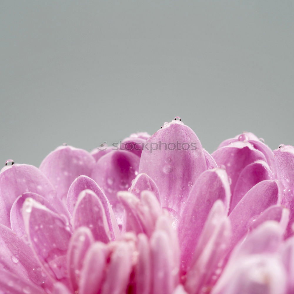 Similar – Image, Stock Photo Pink Blossoms Flower