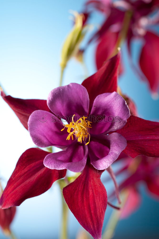 Similar – Image, Stock Photo coloured flowers