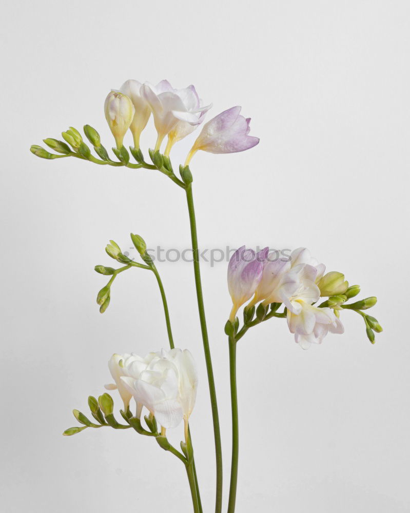 Similar – Image, Stock Photo Scabioses in glass II