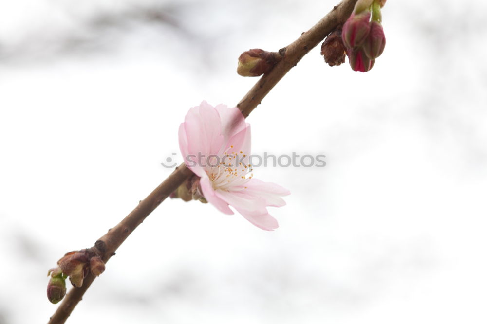 Similar – Image, Stock Photo Spring I Nature Plant