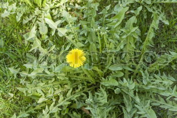 Similar – Mohnblume im Kornfeld Feld