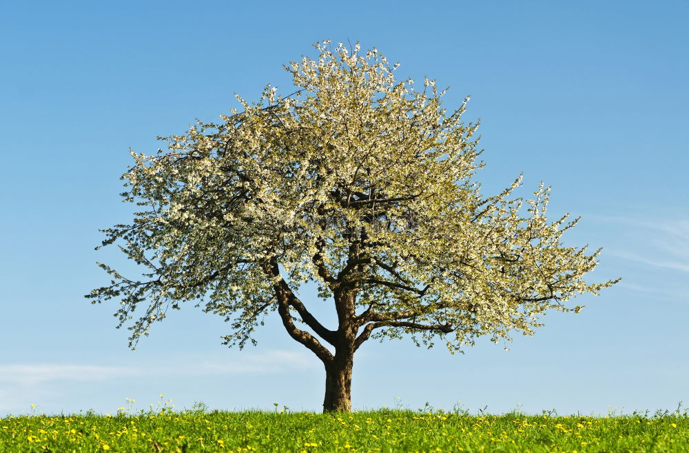 Similar – Foto Bild Ruheplatz Natur Pflanze