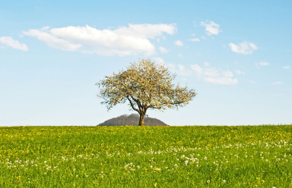 Similar – Foto Bild Ruheplatz Natur Pflanze