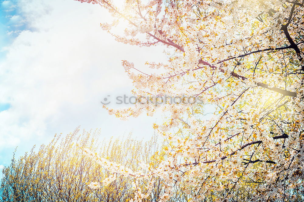 Similar – Image, Stock Photo cherry blossoms Nature