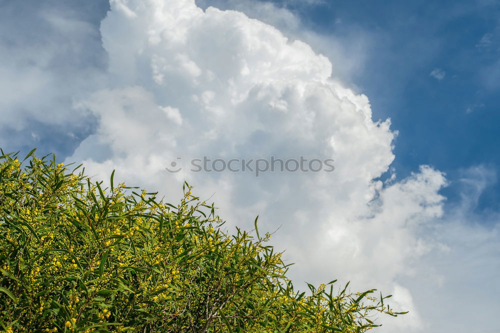 Similar – Image, Stock Photo Garden again Garden plot