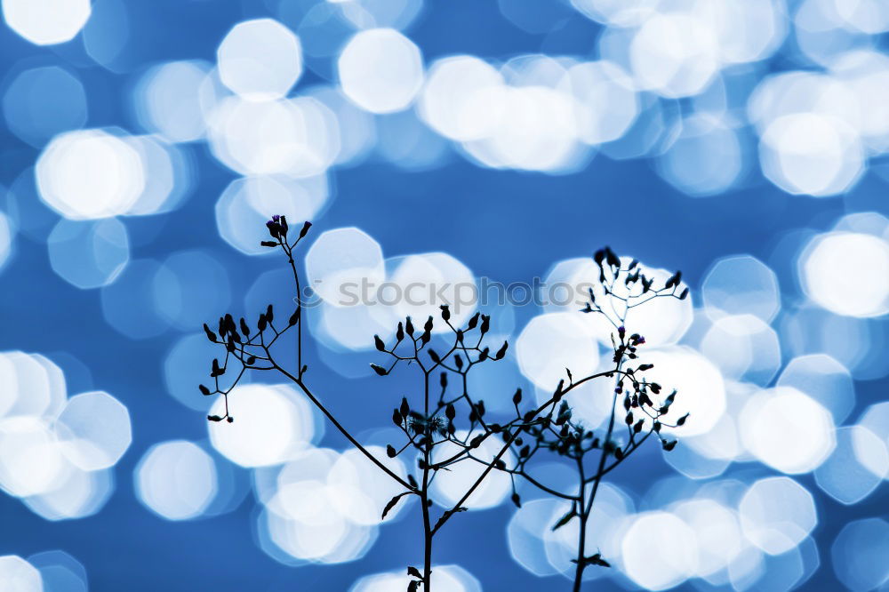 Similar – december blue Nature Plant