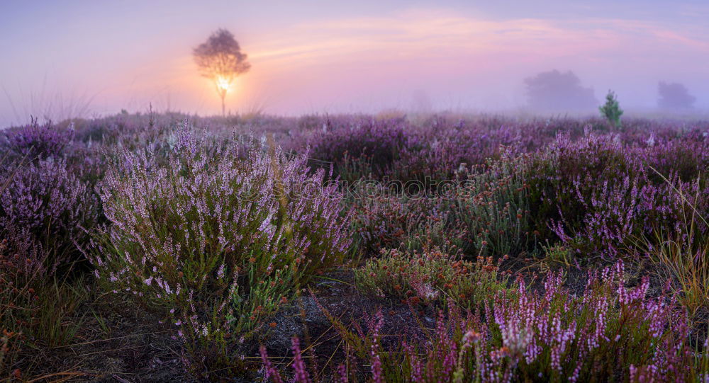 Similar – Image, Stock Photo morning sunlight over flowering heather in birch forest