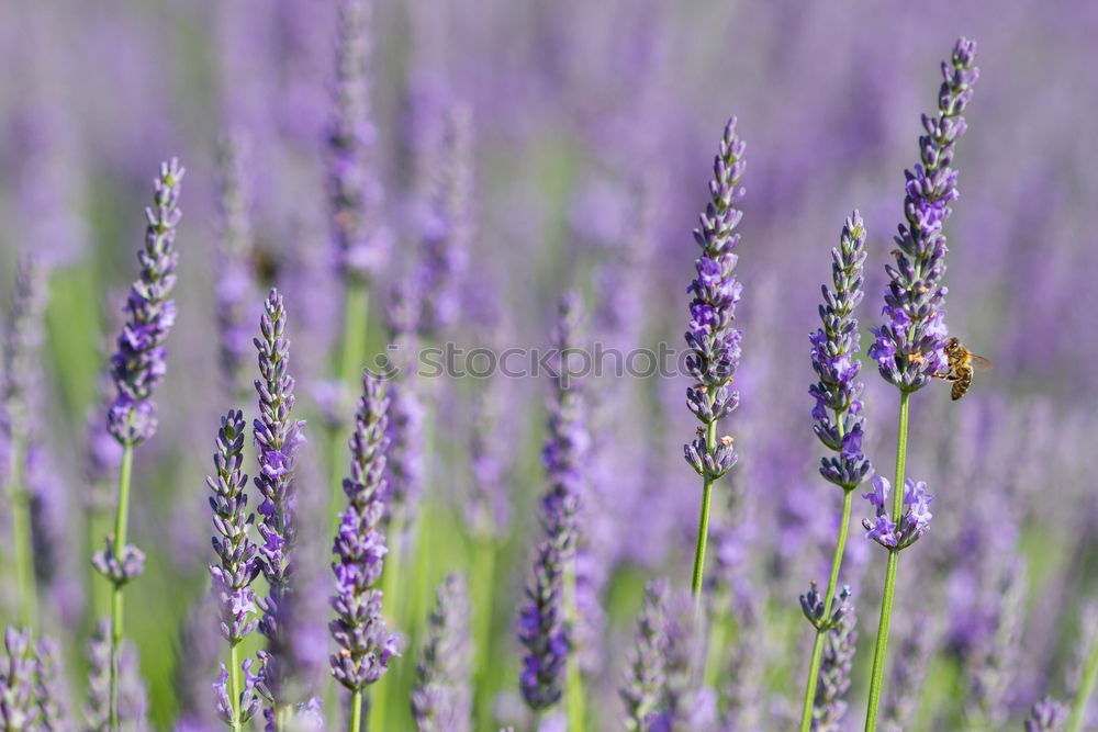 Similar – Lavender in France