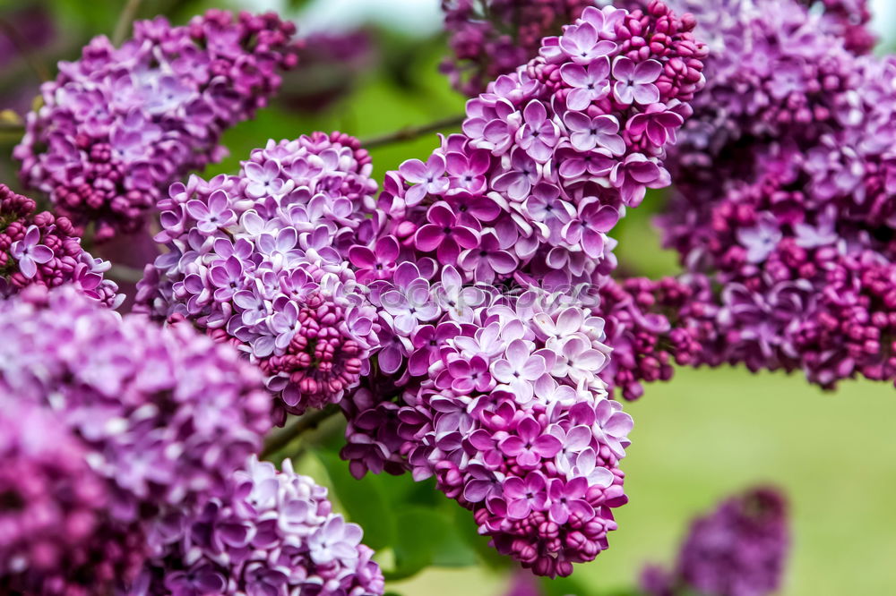 Image, Stock Photo Branch of beautiful purple lilac flowers on the bush