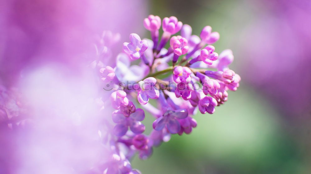 Erica gracilis III