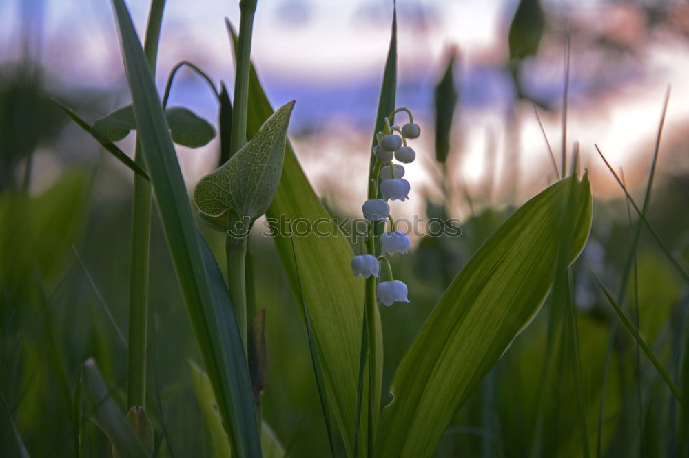 Similar – Snowdrops and crocuses