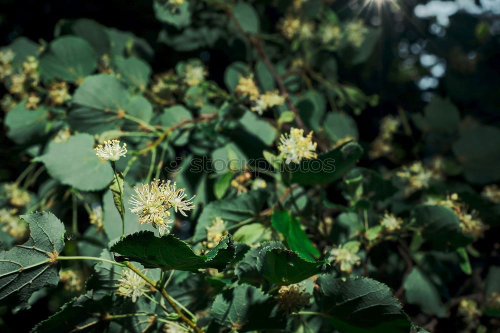 Similar – Busch mit weißen Blüten im Frühling