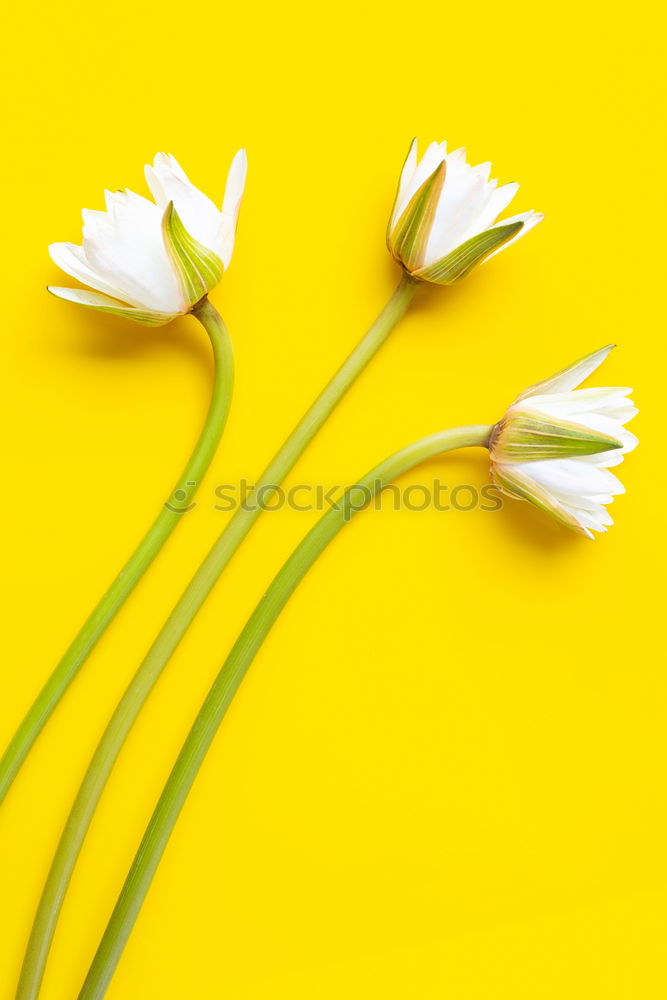 Similar – Spring flowers on a yellow surface