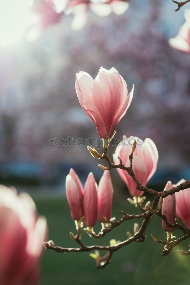 Similar – Magnolia flower 2