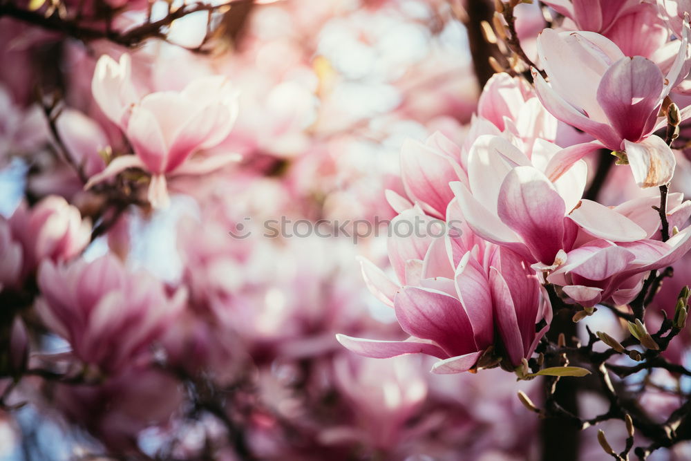 Similar – Magnolia flower 2