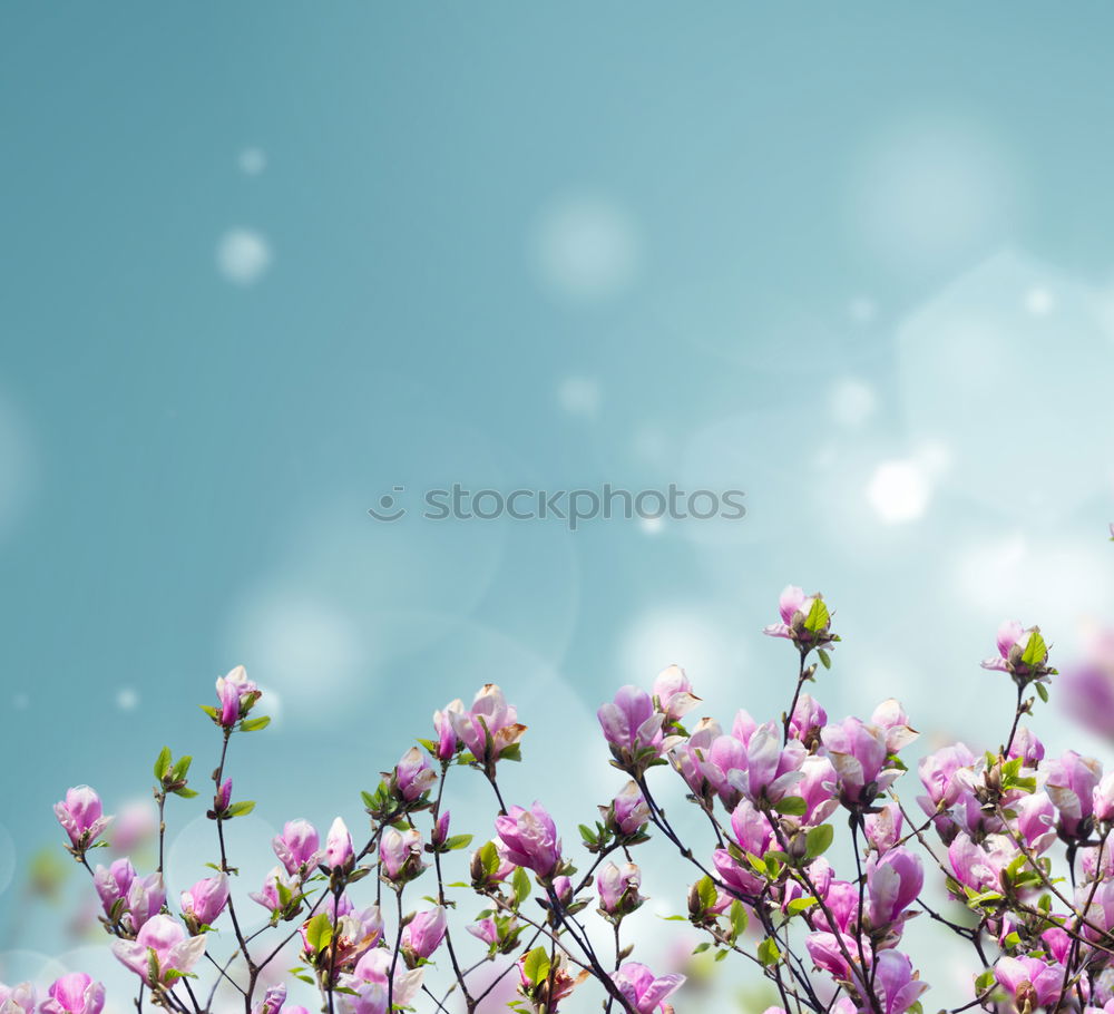 Similar – Image, Stock Photo Woman hand with bouquet of flowers over blue sky