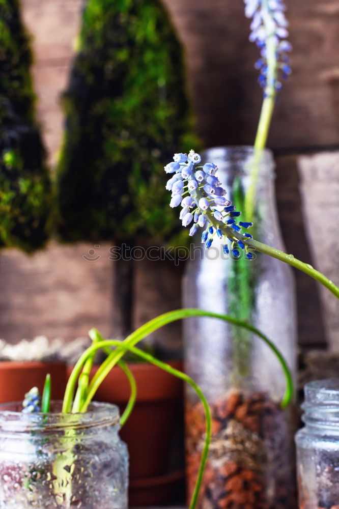 Similar – Autumn Decoration with Purple Aster