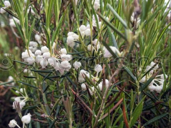 Similar – Foto Bild Edelweiss Gesundheit