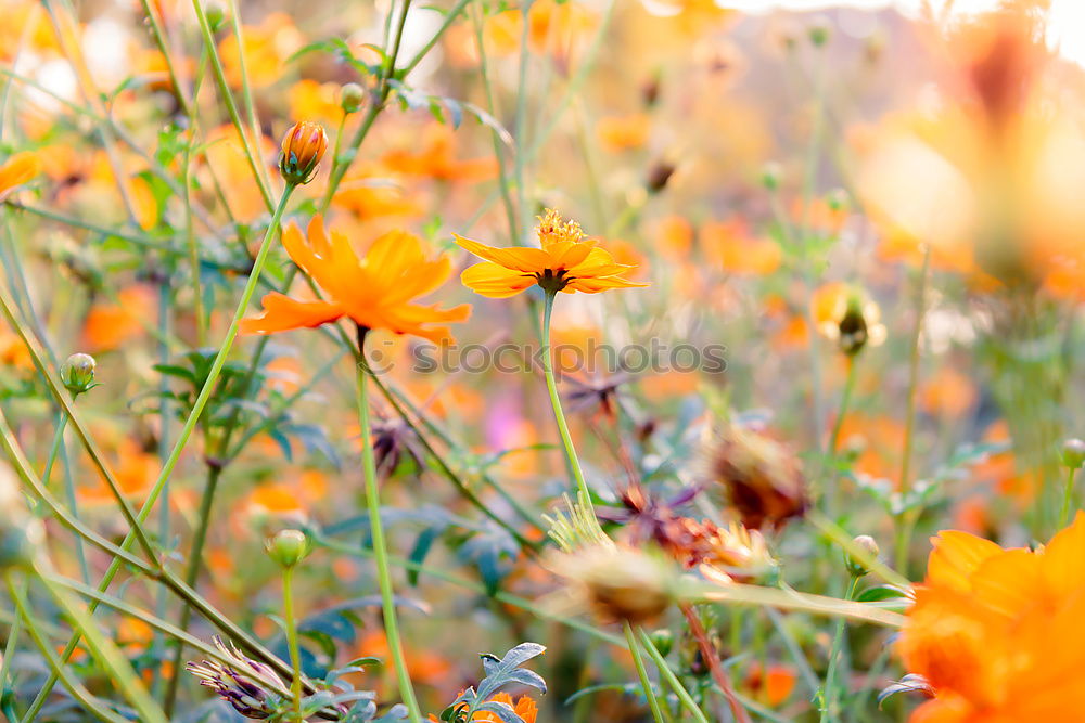 Similar – Image, Stock Photo Erysimum cheiri Flower