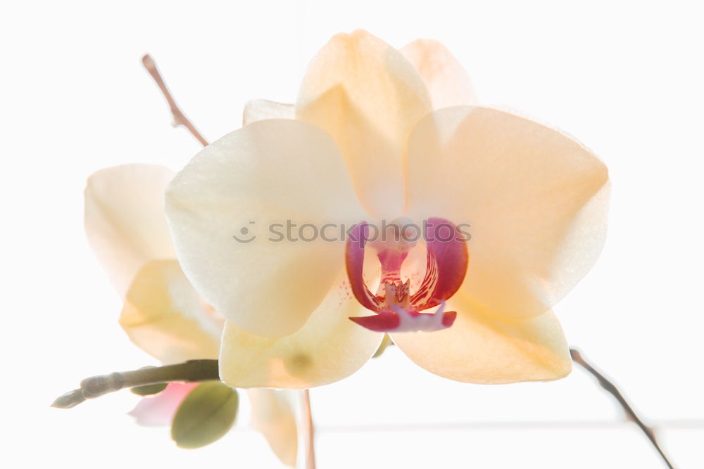 Similar – flower I Orchid Flower 2