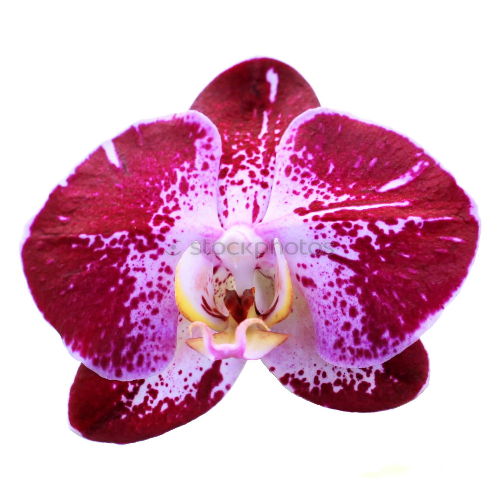 Similar – Phalaenopsis Blue Macro