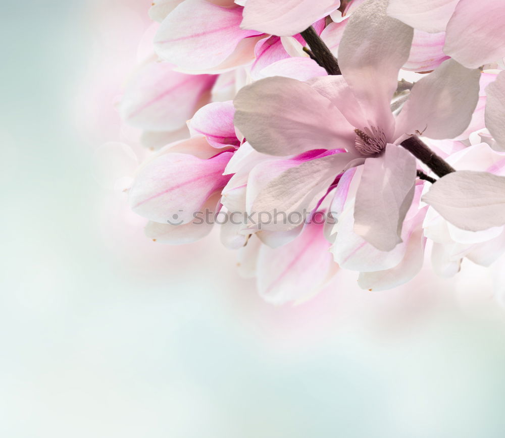 Similar – Image, Stock Photo Frangipani flowers on nature background