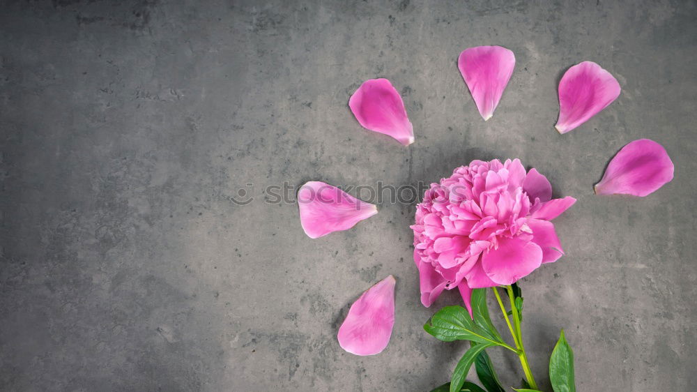 Similar – Mauer Flower Blume Gemälde