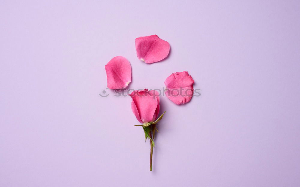 Image, Stock Photo Fresh garlic on a light pink background