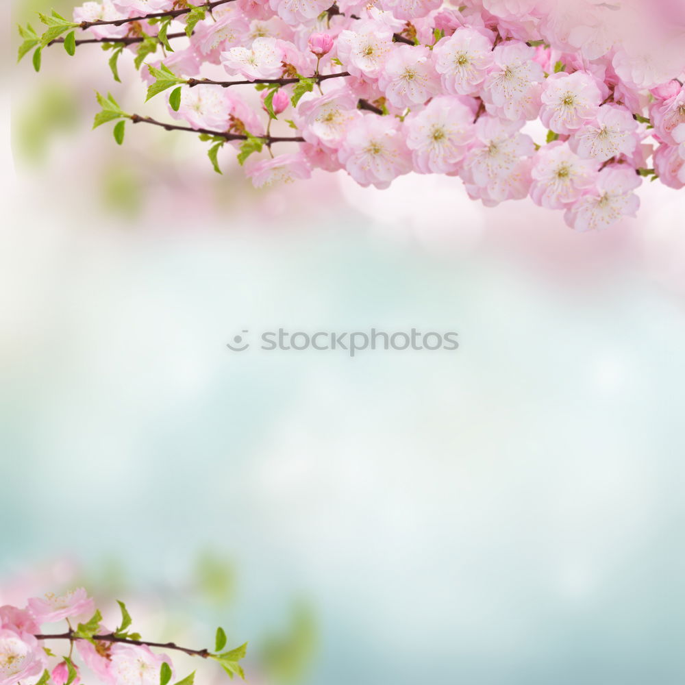 Similar – Sakura II Cherry blossom