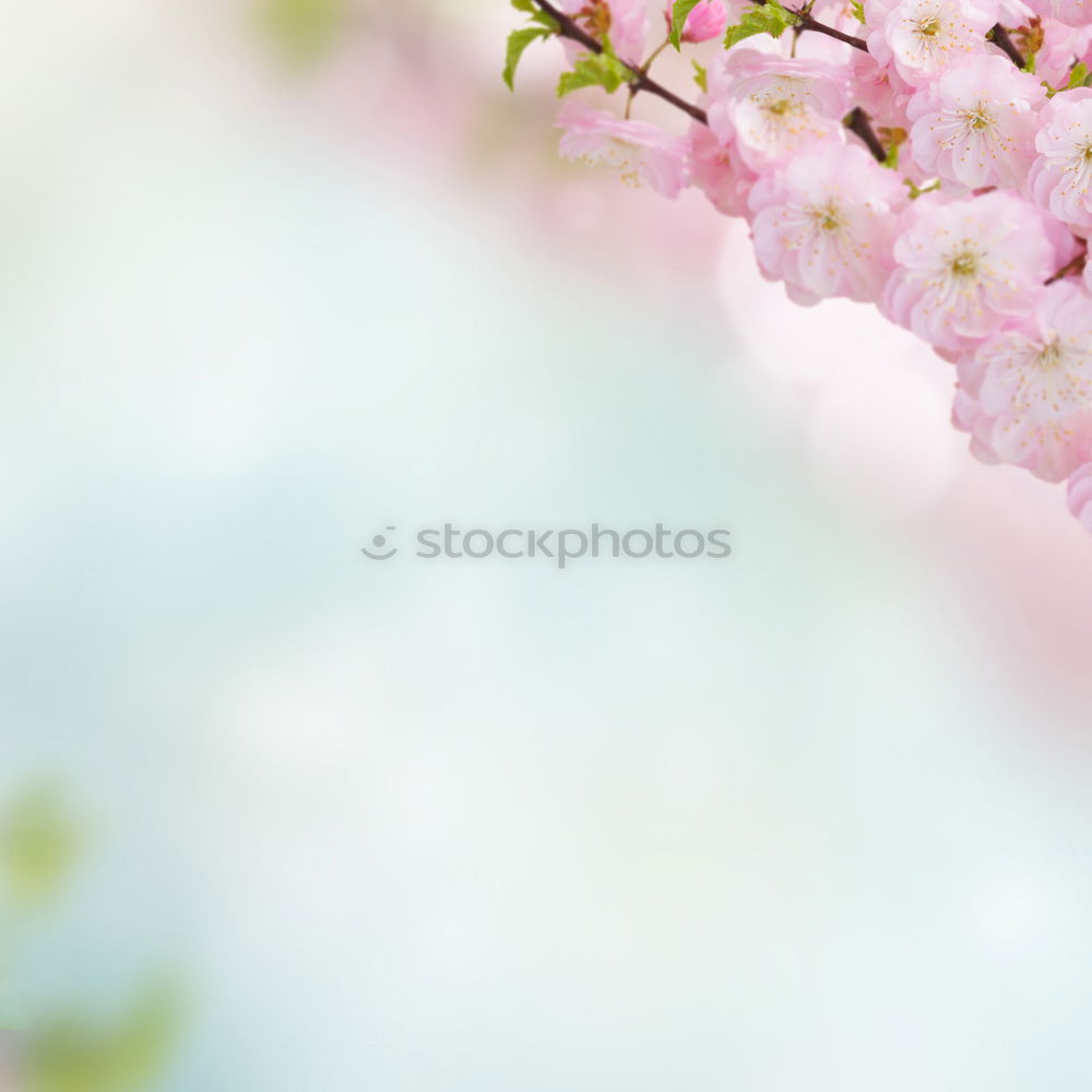 Similar – Image, Stock Photo A hint of spring Nature