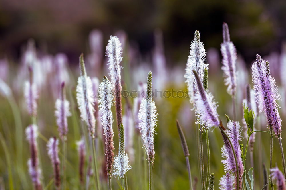 Similar – Image, Stock Photo frost Winter Ice Plant Red