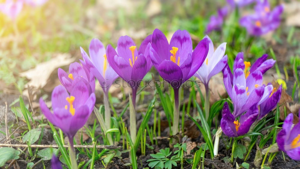 Similar – spring Nature Plant Spring