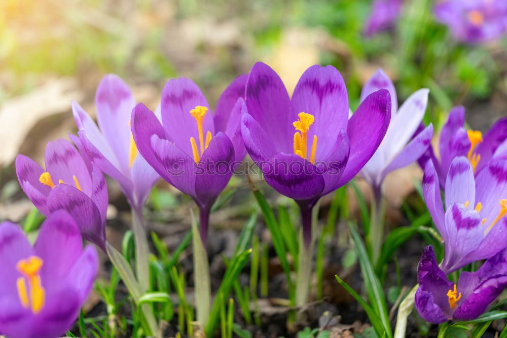 Similar – spring Nature Plant Spring