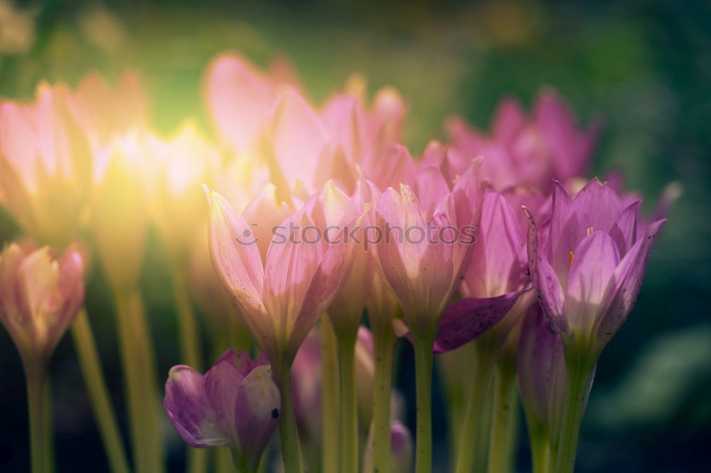 crocuses Fragrance Sun