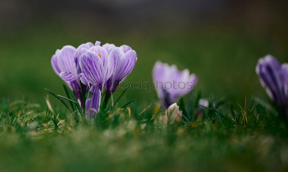 Similar – crocuses Environment