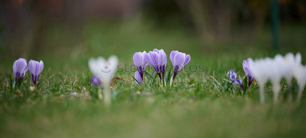 spring in park IV Nature