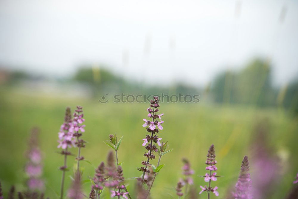 Similar – Image, Stock Photo spring meadow Environment