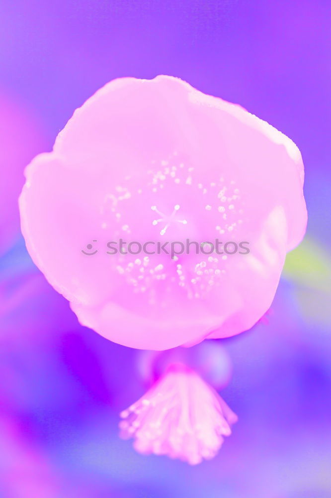 Similar – Image, Stock Photo light up Flower Blossom