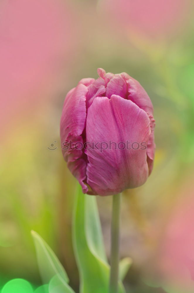 Similar – Image, Stock Photo three poppies 2 Poppy