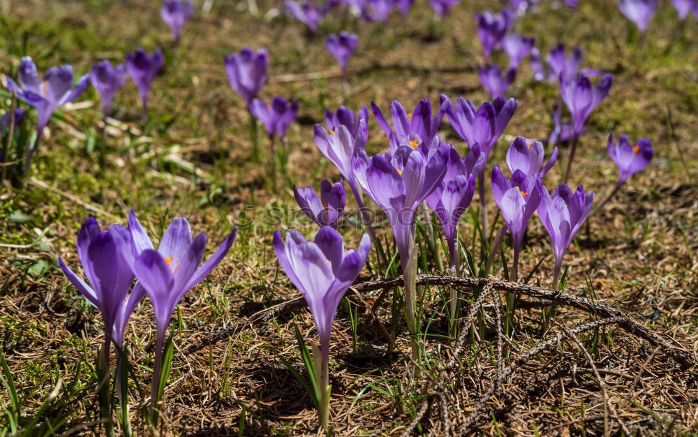 Similar – Image, Stock Photo florid Environment Nature