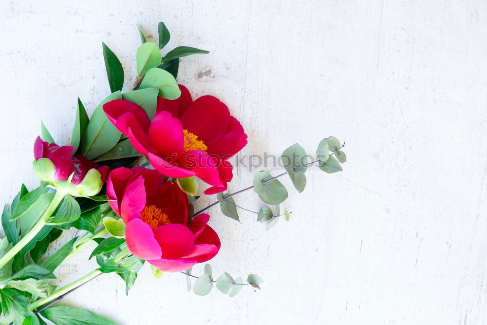 Similar – Image, Stock Photo setting flowers Lifestyle