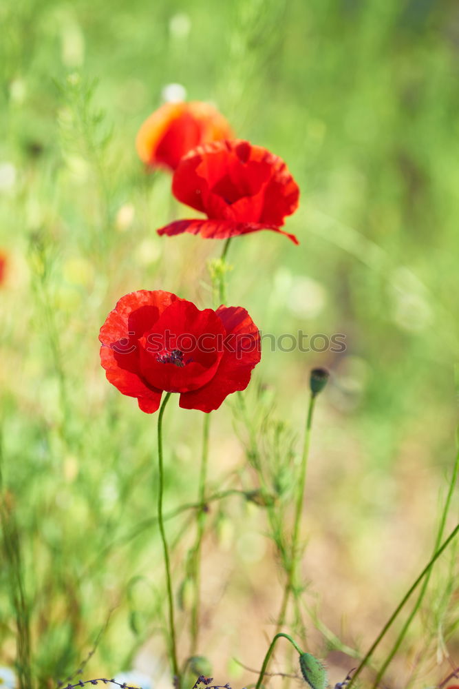 poppy