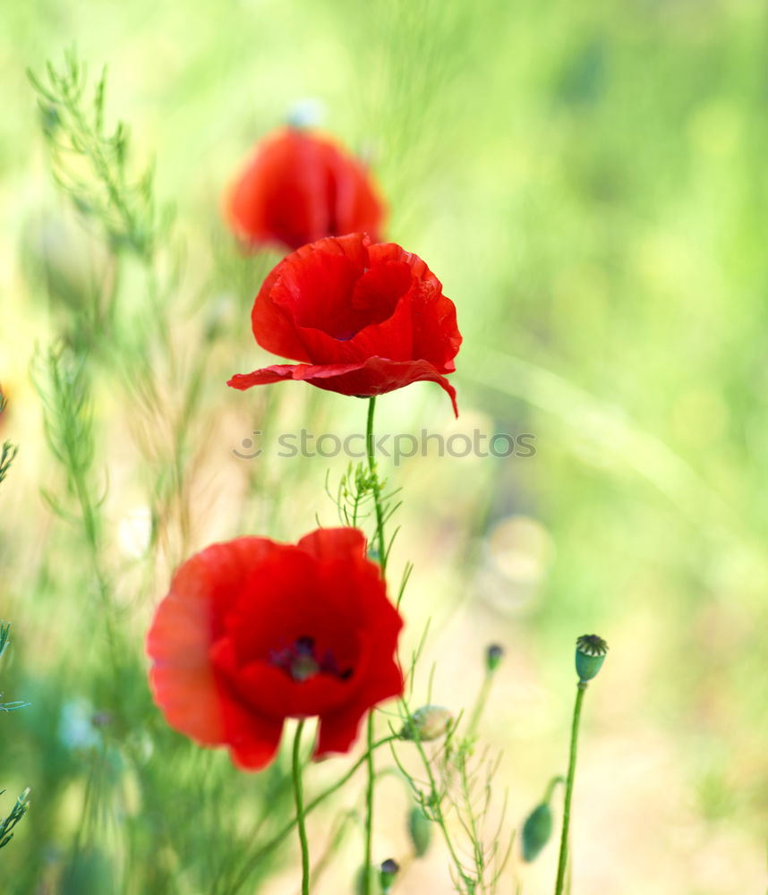 Similar – poppy