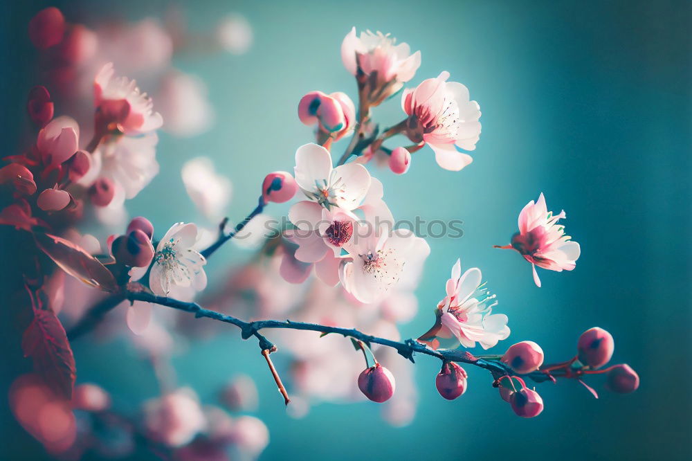 Similar – Image, Stock Photo pink flower plant in springtime