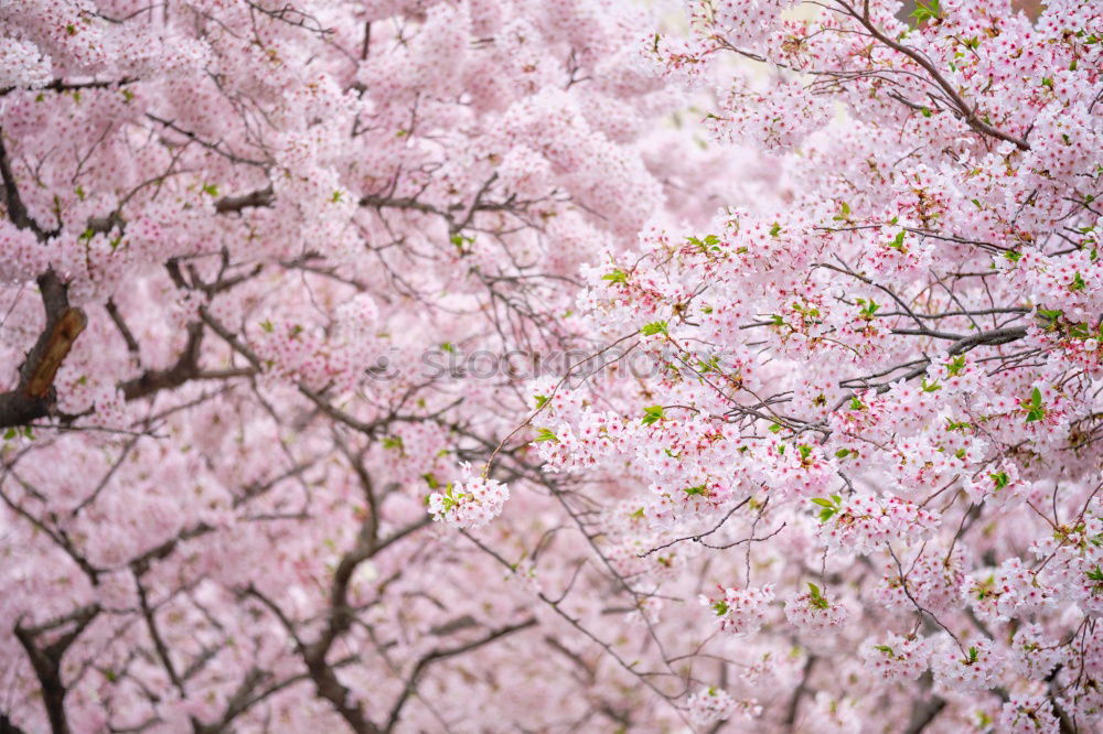 …Blossoms Umwelt Natur