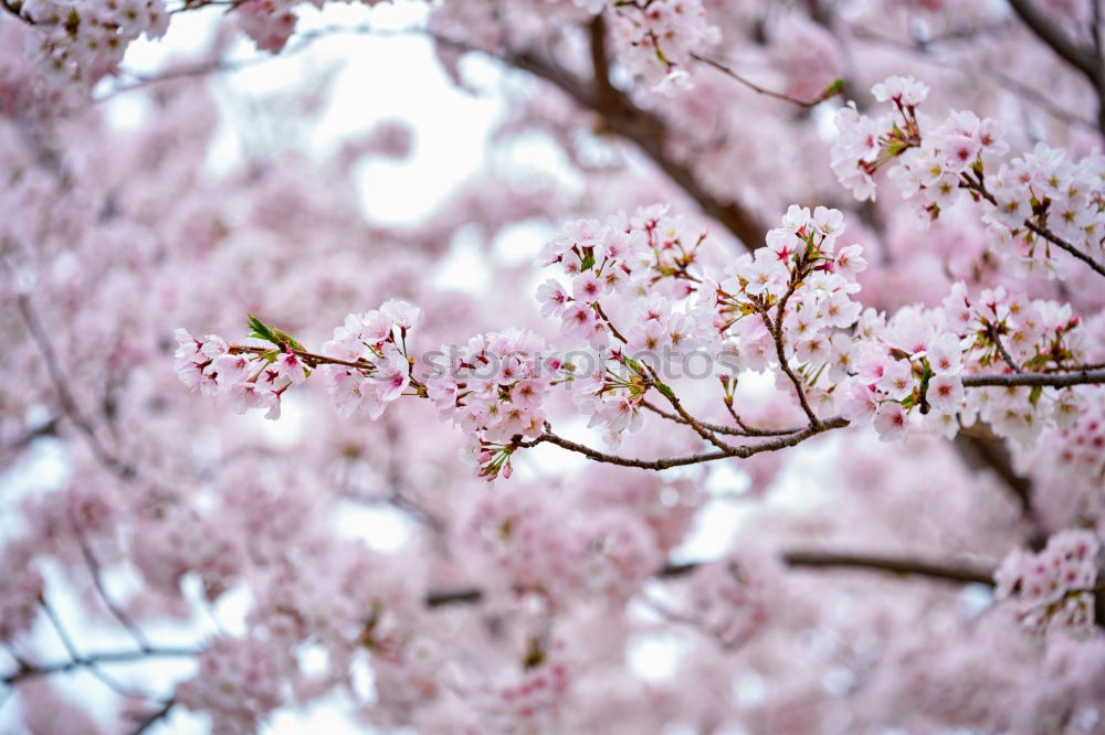 Similar – Image, Stock Photo Magnolienblüte