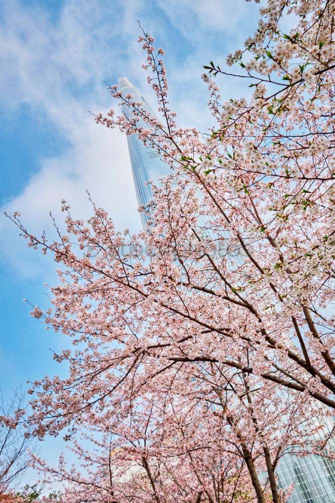 Similar – Image, Stock Photo pink Pink Blossom